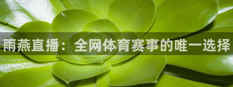 雨燕直播：全网体育赛事的唯一选择